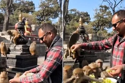 At Nepal Temple, Monkeys Feast On Grapes; Watch Here