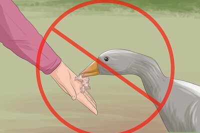 How to Get Rid of Geese