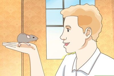 How to Teach a Rat Its Name