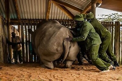 Scientists harvest more eggs from near-extinct northern white rhino