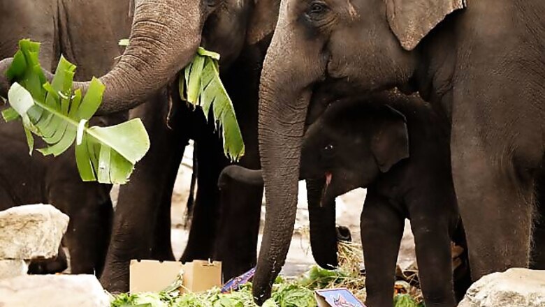 Dudhwa Tiger Reserve has curbed man-elephant conflicts by over 60 pc