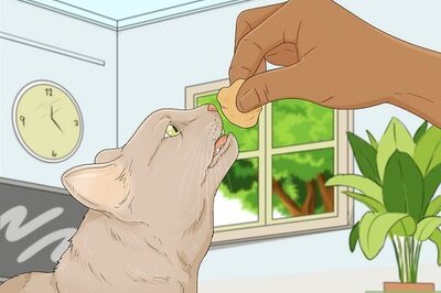 How to Earn a Kitten's Trust