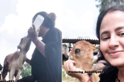 Video Of Woman Bonding With Her Pet Calf Will Make Your Day