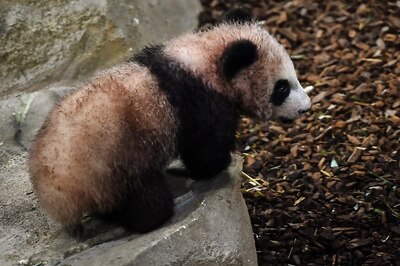 France's First Panda Cub Makes Debut Public Appearance
