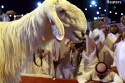 Saudi Arabia holds its first 'beautiful goat' pageant