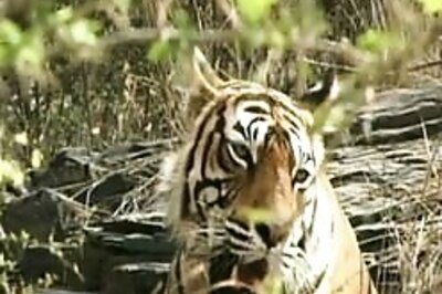 Green chat: Will tiger tourism help conservation?