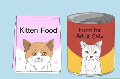 How to Change Cat Food