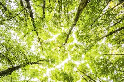 Ghostly Whispers In The Woods? Scientists Attribute Sound In Forests To Brain Perception