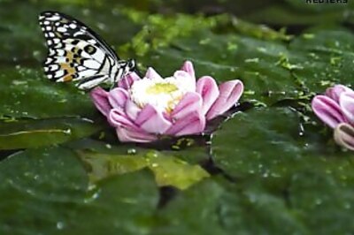 Scientists unlock secret of how lotus stays dry