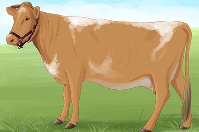 How to Identify Guernsey Cattle