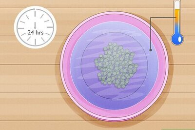 How to Grow Wisteria