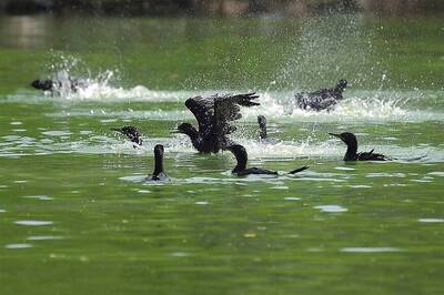 Bird Flu: Threat of Infection to Migratory Birds