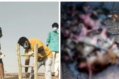 Telangana: Over 20 Monkeys Found Dead Inside Water Tank; BRS Leader Hits Out At Municipal Corporation