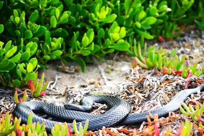 Inside Brazil's Ilha da Queimada Grande Where Snakes Rule