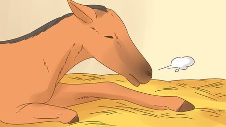 How to Care for a Foal