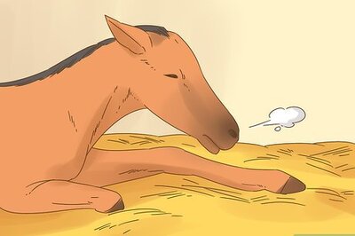 How to Care for a Foal