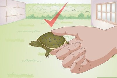 How to Care for a Soft Shelled Turtle