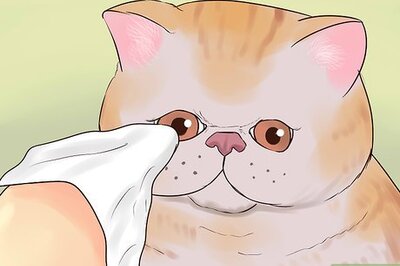 How to Take Care of an Exotic Shorthair Cat