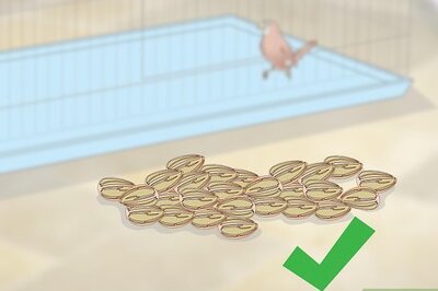 How to Feed Finches