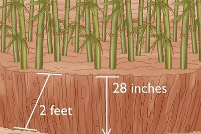 How to Control the Spread of Bamboo