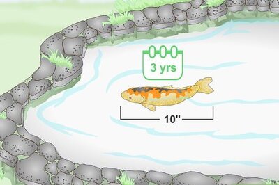 How to Breed Koi Fish