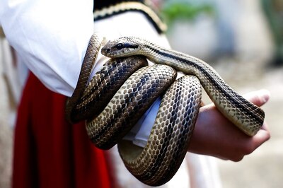 If Snakes are Bothering You This Monsoon, Here’s How You can Deal with Them
