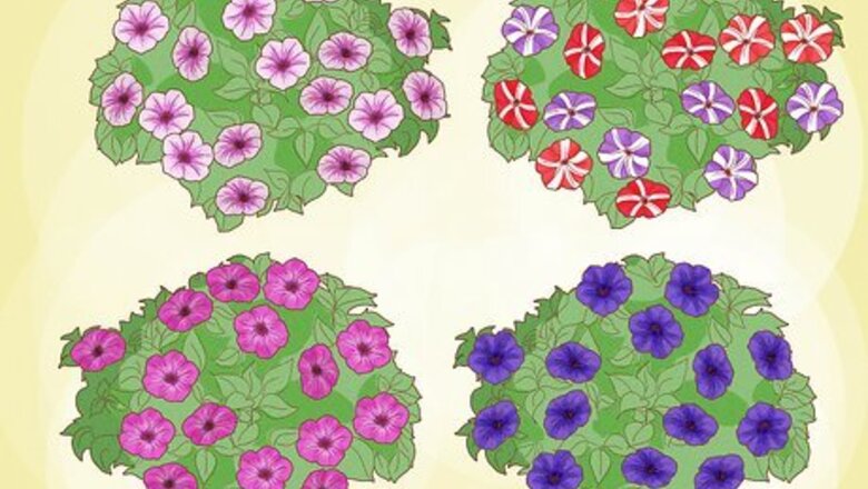 How to Grow Petunias