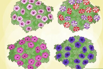 How to Grow Petunias