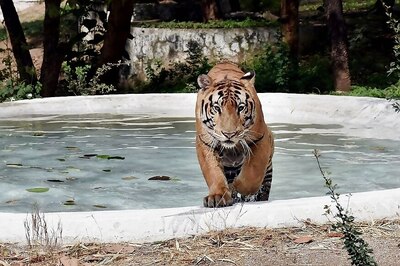 Wondering How Animals Are Spending Time Amid Lockdown? Chennai Zoo Live Stream is Here for Help