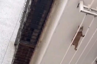 'Mission Impawsible': This Cat's Parkour Skills Will Make Tom Cruise Jealous