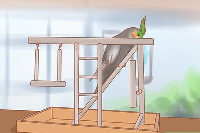 How to Keep Your Cockatiel Happy