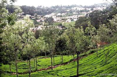 Ooty: Temperature hits zero degree