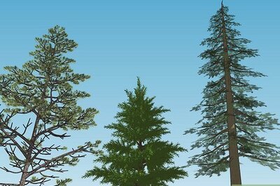 How to Plant Pine Trees