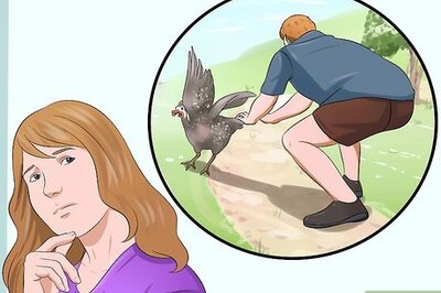 How to Raise Guinea Fowl