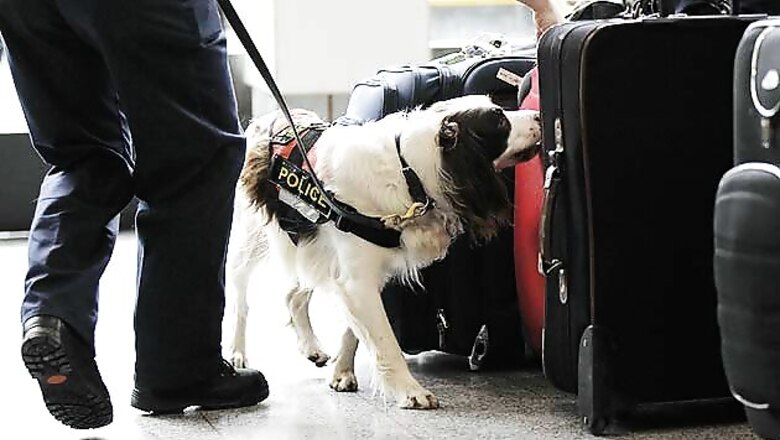 How sniffer dogs detect explosives decoded, claims Scientists