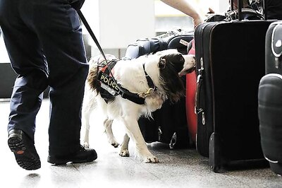 How sniffer dogs detect explosives decoded, claims Scientists