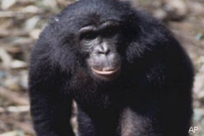 Male chimps find older females sexier