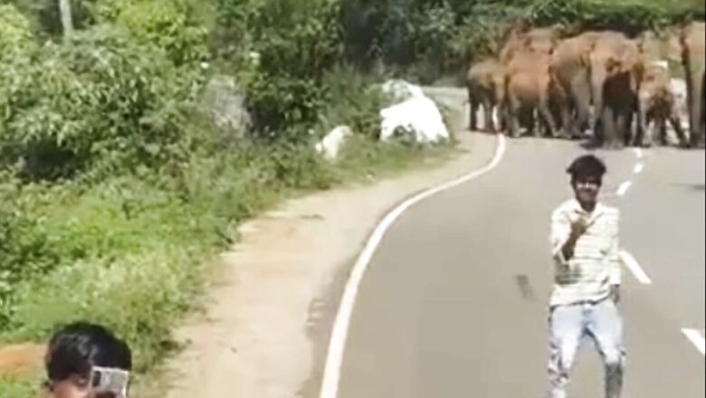 'Selfie Craze Deadly': IAS Officer Shares Video of Men's Close Call With Wild Elephants