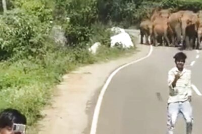'Selfie Craze Deadly': IAS Officer Shares Video of Men's Close Call With Wild Elephants