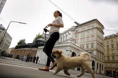 32 Years After World's Worst Nuclear Disaster, Chernobyl's Stray Dogs Offered New Life in US