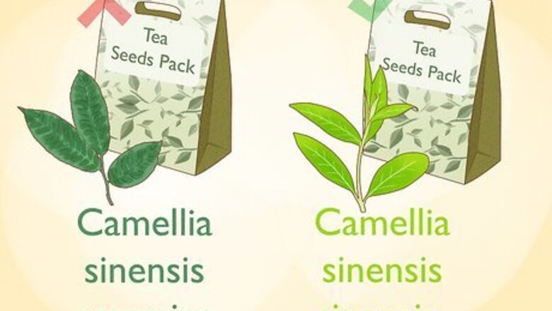 How to Grow Tea