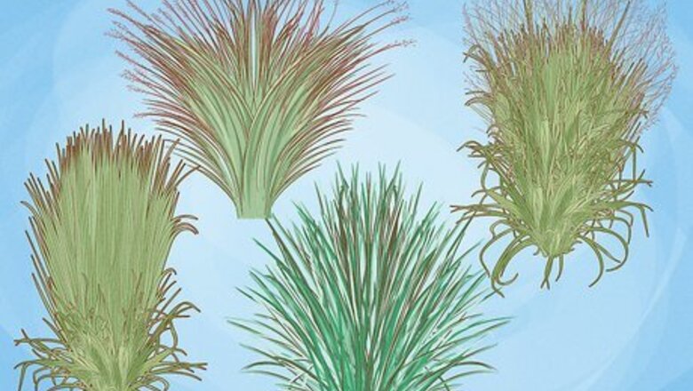 How to Plant Switchgrass