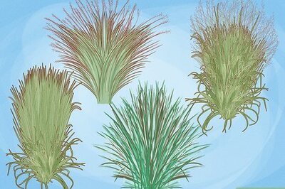How to Plant Switchgrass