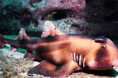 Video Of Sharks Eating Sea Urchins In A Month-long Underwater Experiment Viral