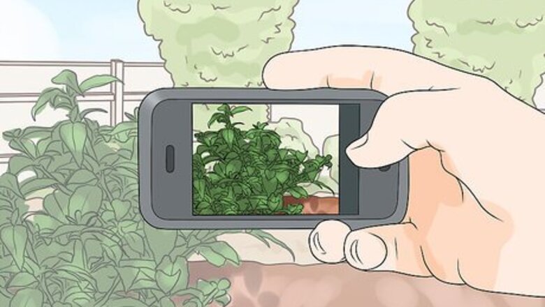 How to Feed Caterpillars
