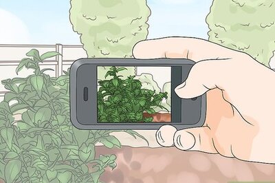 How to Feed Caterpillars