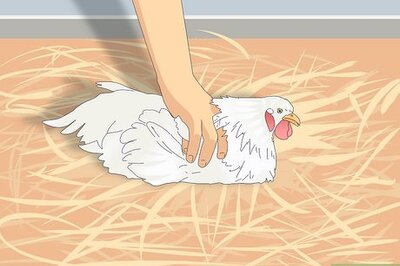 How to Humanely Euthanize a Backyard Chicken