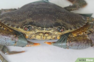How to Clean a Crab Before Cooking