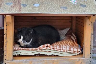 Meet the 'Kim Kardashian of the Cat World' Drawing Tourists To Poland