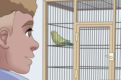 How to Gain Your Bird's Trust